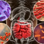 gut-flora-gut-microbiota-health-digestion