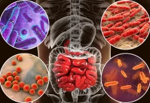 gut-flora-gut-microbiota-health-digestion