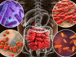 gut-flora-gut-microbiota-health-digestion