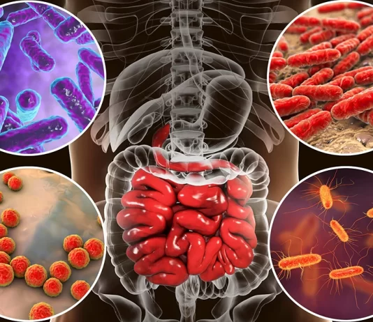 gut-flora-gut-microbiota-health-digestion