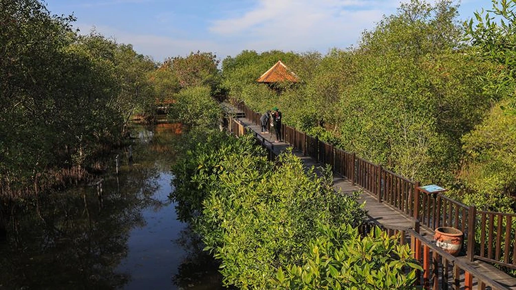 mageloo-mangrove-forest-rejoroja-village-magepanda-district-sikka-regency