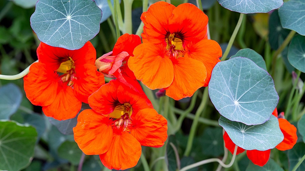 nasturtium-edible-flower