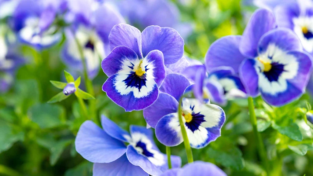 pansies-violas-edible-flower.