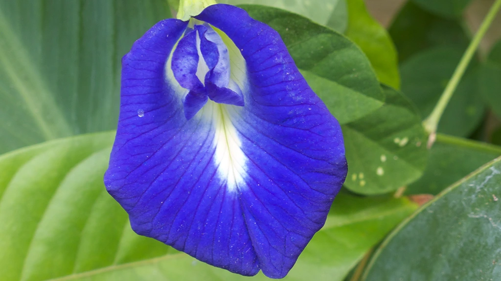 purple-pea-flower-edible