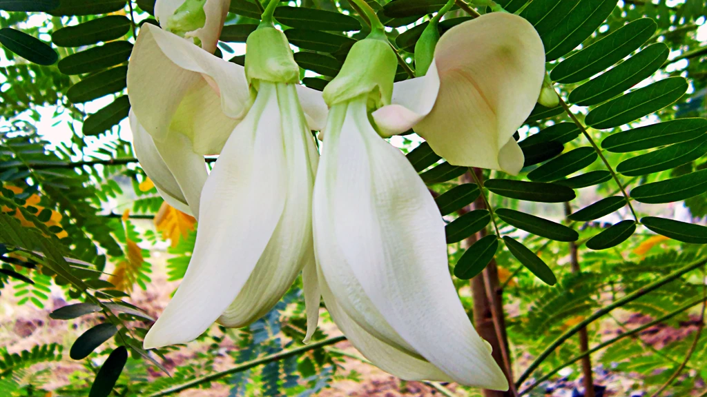 sesbania-flower-grandiflora-bunga-turi-edible-flower