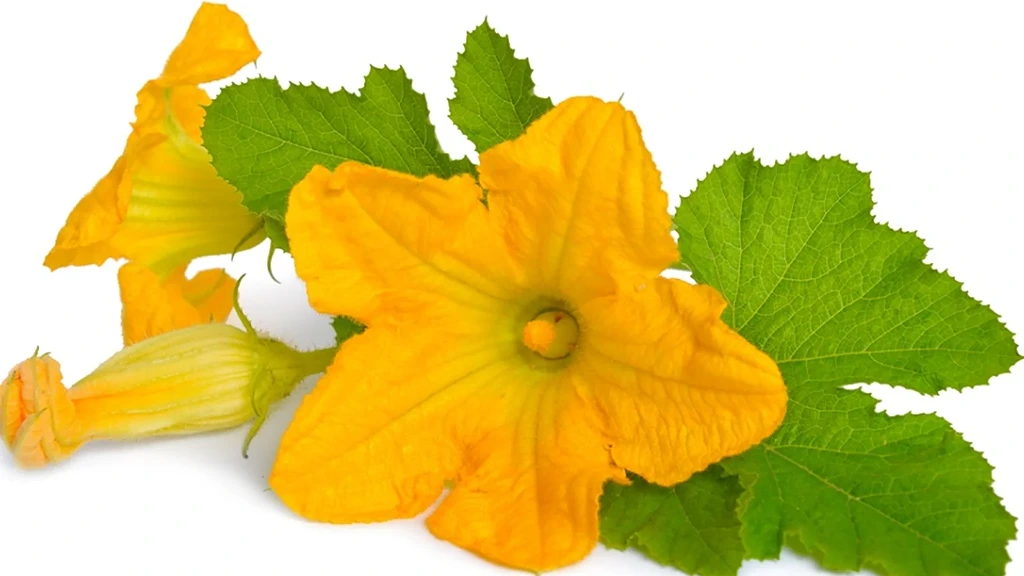 squash-flower-edible