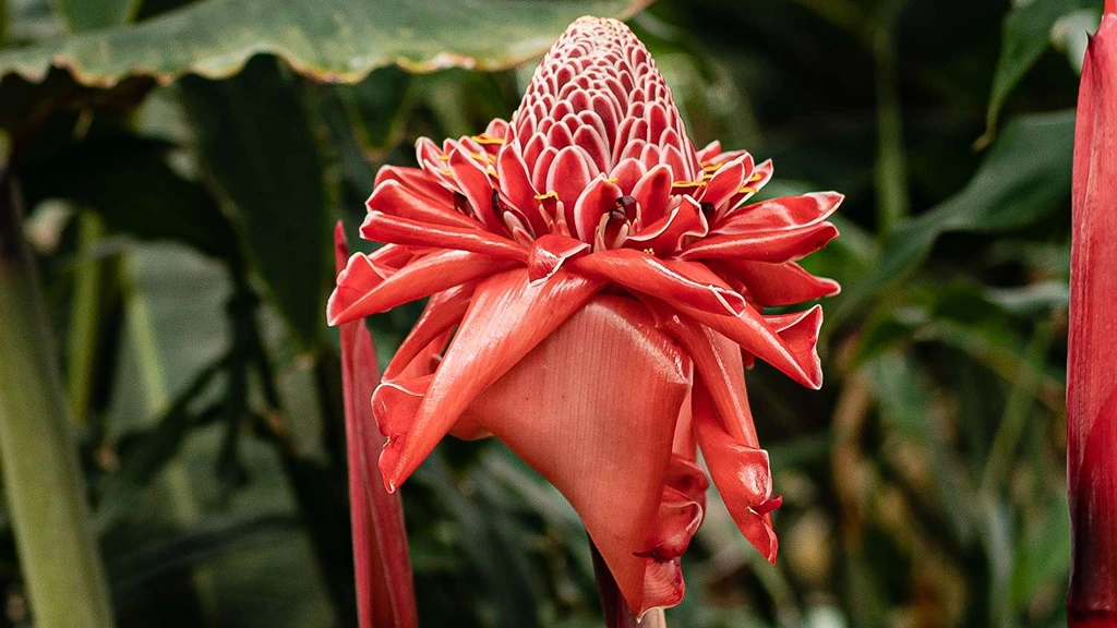 torch-ginger-etlingera-elatior-bunga-kecombrang-edible-flower.