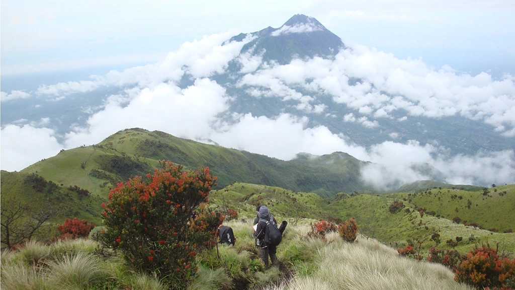 Mount Argopuro Savana Cikasur Taman Hidup 