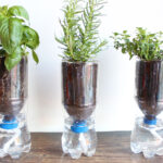 self watering plastic bottle with herbs