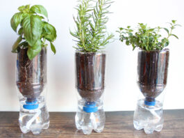self watering plastic bottle with herbs