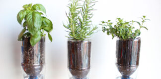 self watering plastic bottle with herbs