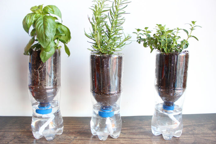 self watering plastic bottle with herbs