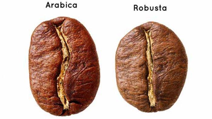 robusta and arabica coffee beans