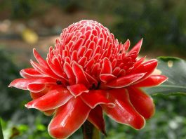 All About Torch Ginger or Kecombrang All About Torch Ginger or Kecombrang