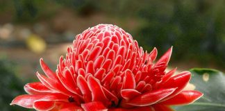 All About Torch Ginger or Kecombrang