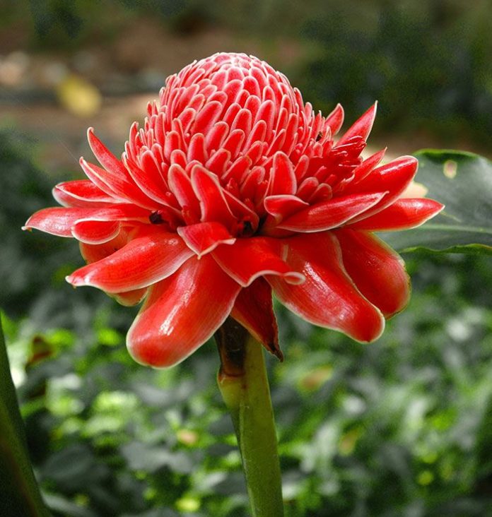 All About Torch Ginger or Kecombrang