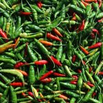 Cabe Rawit, Indonesia's favorite chili pepper