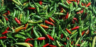 Cabe Rawit, Indonesia's favorite chili pepper