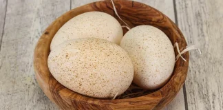 turkey-eggs