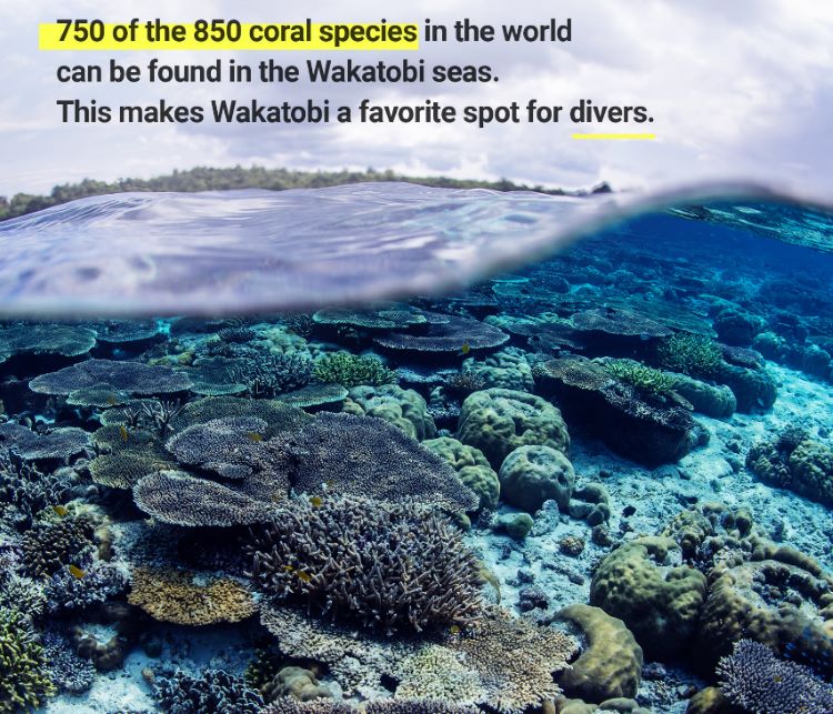 750 coral species in wakatobi