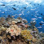 Wakatobi_reef