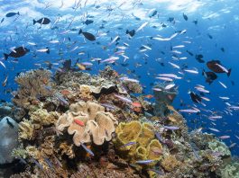 Wakatobi_reef