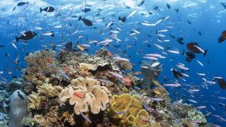 discover-underwater-paradise-in-wakatobi