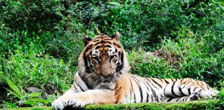 Explore Taman Safari Bogor