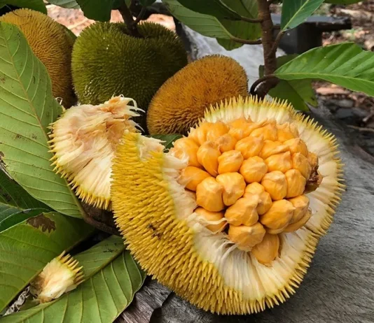 Discover 15 Unique Fruits in Indonesia You Need to Try at Least Once Keledang