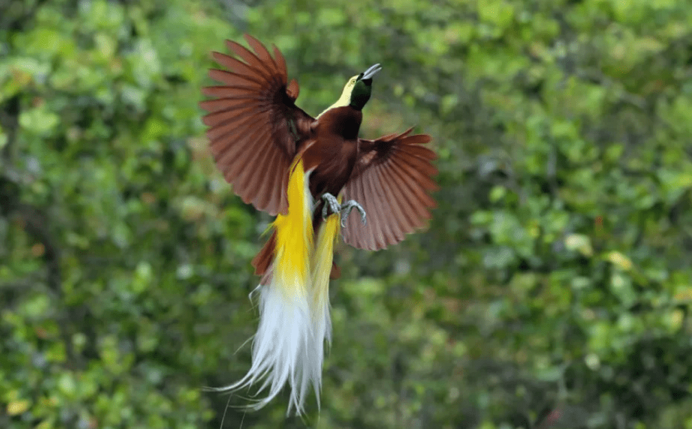 Bird of Paradise in Papua