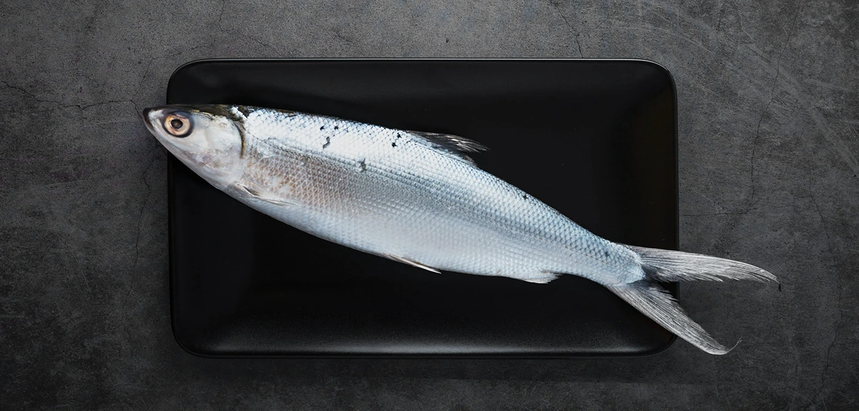 bandeng fish or milkfish