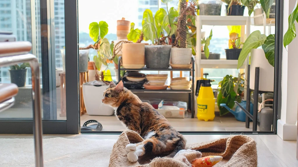 Pet-Friendly Apartments in Jakarta