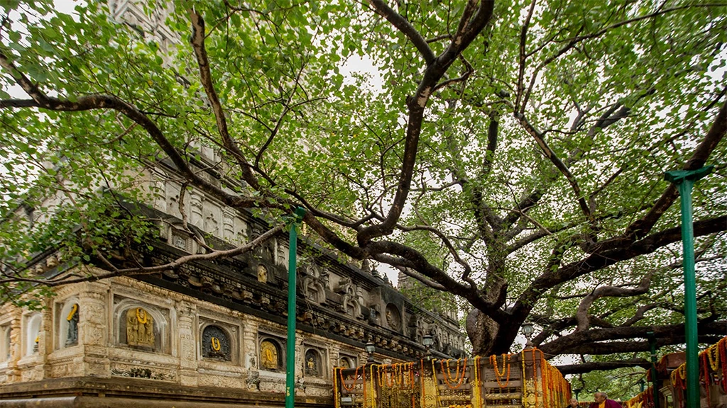 Bodhi Tree Bodh Gaya India