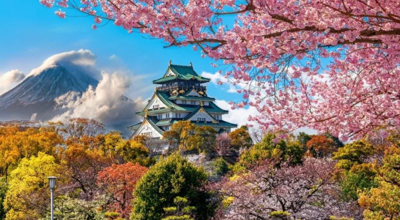 Cherry Blossoms in Japan