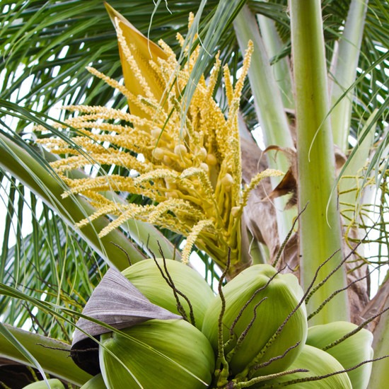 Coconut Flower