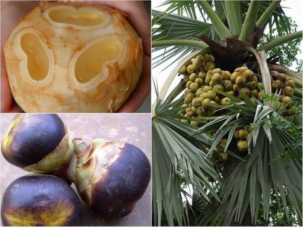 Sugar Palm Tree and Fruit