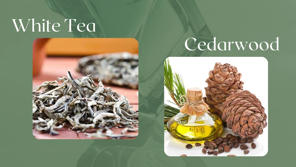 White Tea and Cedarwood