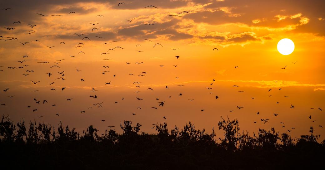 Flying fox sunset labuan bajo